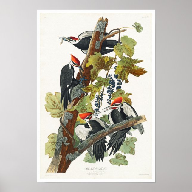 Pileated Woodpecker by Audubon Poster (Devant)