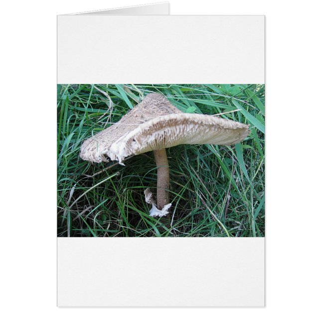 Pilz mit hübschem Hut (Devant)