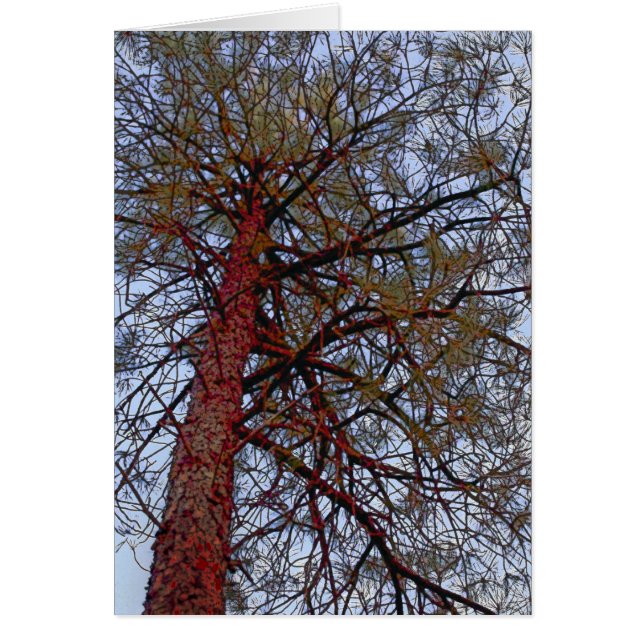 Pin avec tronc rouge (Devant)