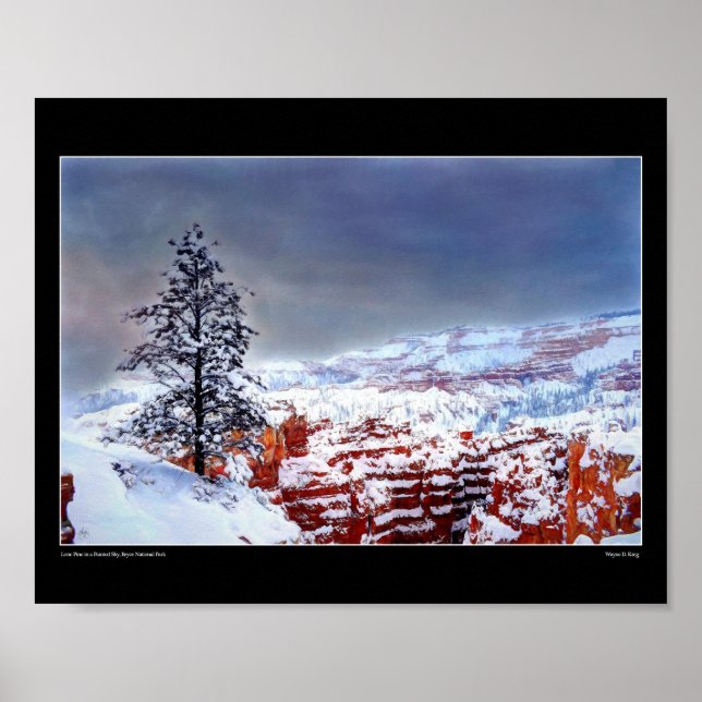 Pin solitaire dans un ciel peint - Poster d'art (Devant)