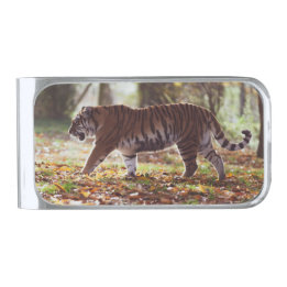 Pince À Billets Argentée Clip argent de Tiger à pied