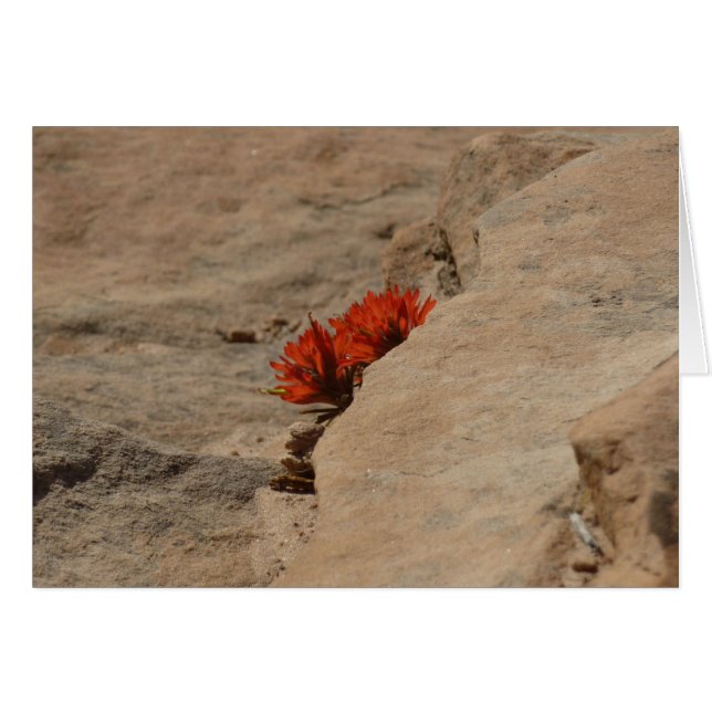Pinceau indien dans les rochers à Zion (Devant horizontal)