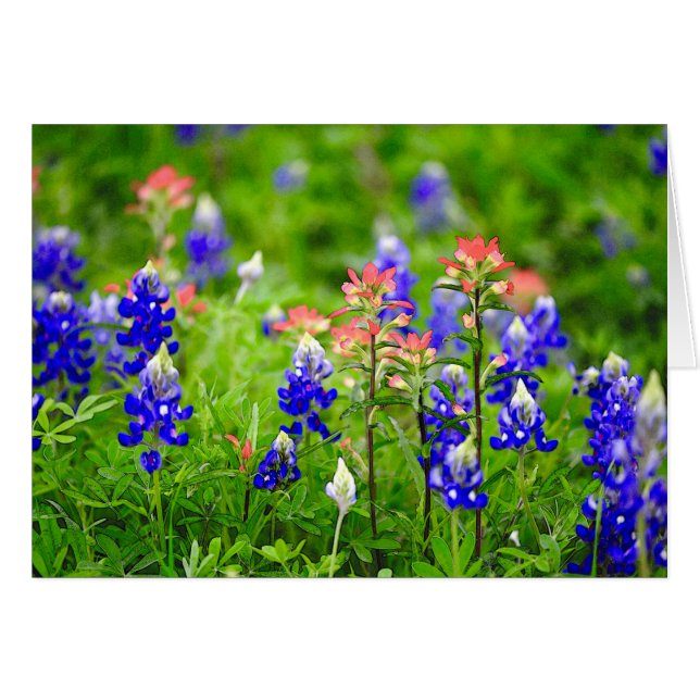 Pinceau indien et Bluebonnets (Devant horizontal)