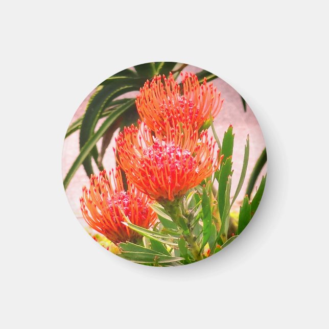 Pincushion Tango #1 Magnet (Devant)