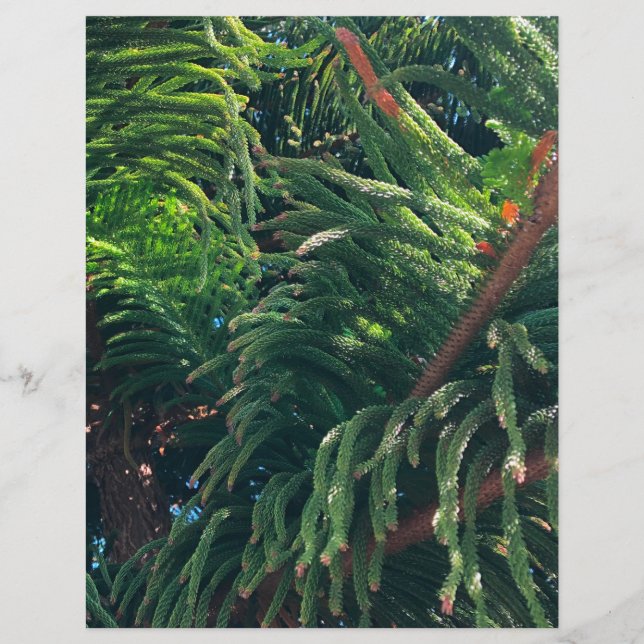 Pine de Norfolk Island (Devant)