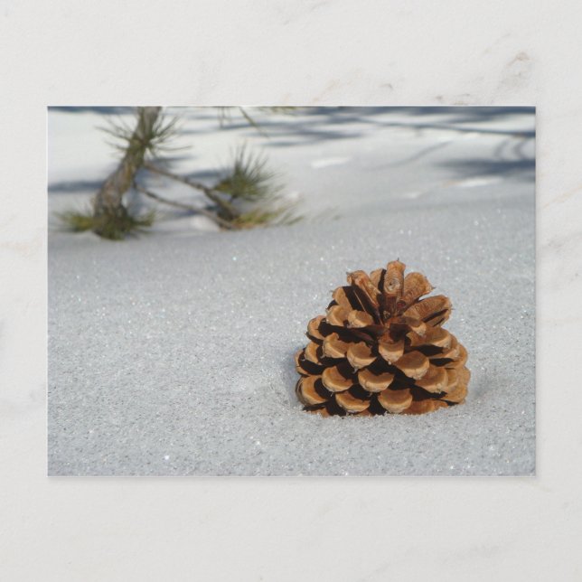 Pinecone sur la carte postale de neige (Devant)