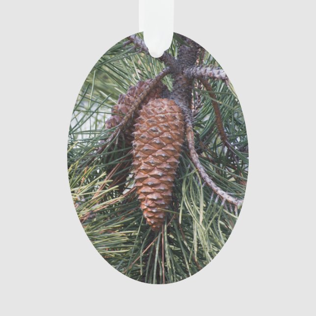 Pinecone sur le pin (devant)