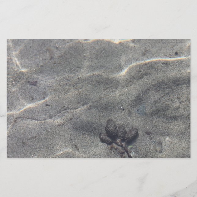 Pinecones dans l'eau (Devant)