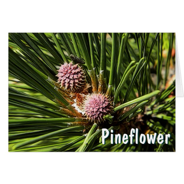 Pinefer (Devant horizontal)