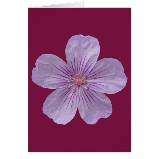 Pineywoods Geranium #1 (Devant)