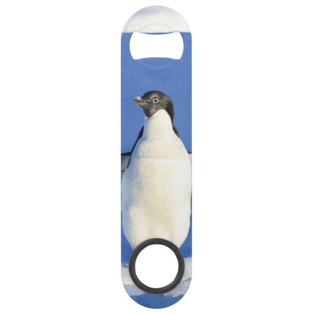 Pingouin (Devant)