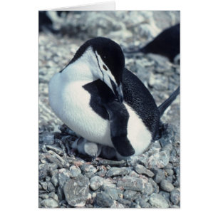 Pingouin à rayures