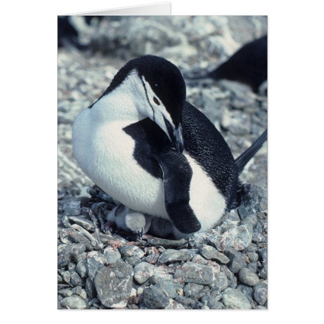 Pingouin à rayures (Devant)
