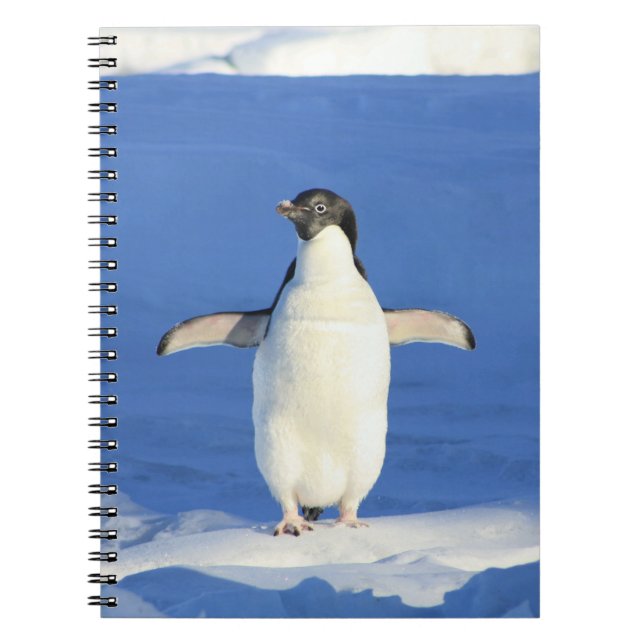 Pingouin dans le Carnet de neige (Devant)