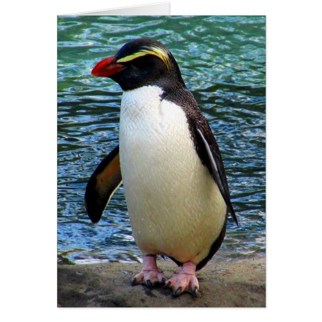 pingouin de fiordland (Devant)