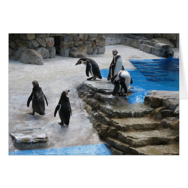Pingouins (Devant horizontal)