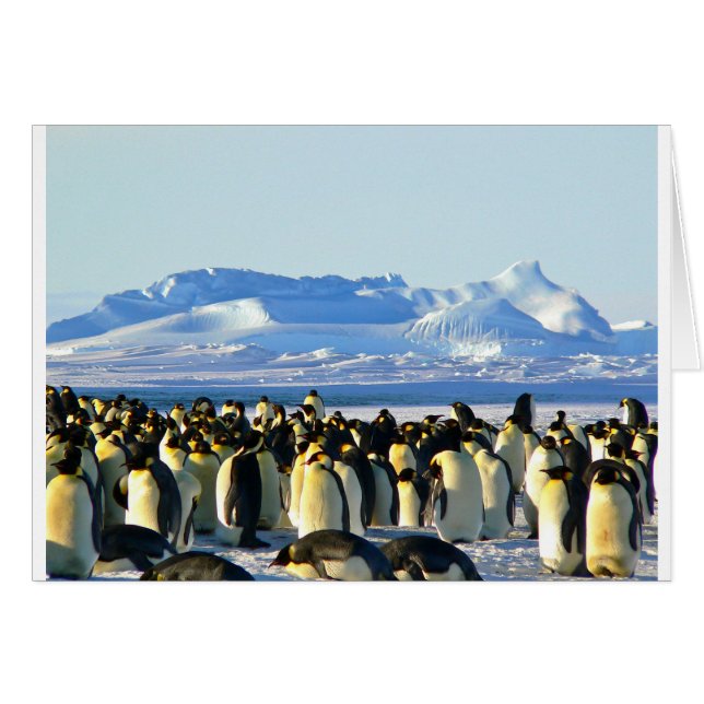 Pingouins empereurs (Devant horizontal)