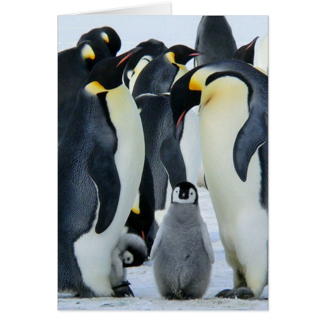 Pingouins empereurs (Devant)