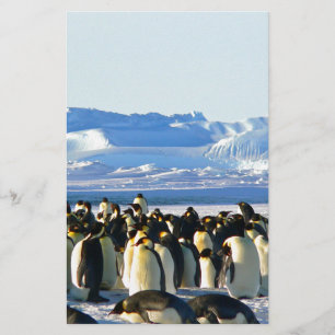 Pingouins empereurs