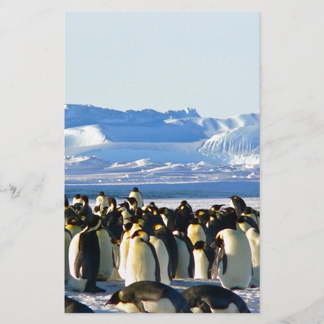 Pingouins empereurs (Devant)
