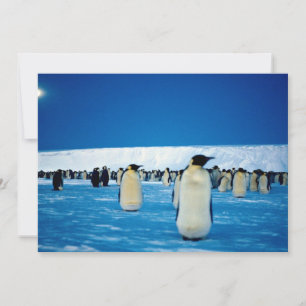 Pingouins empereurs au clair de lune, Antarctique