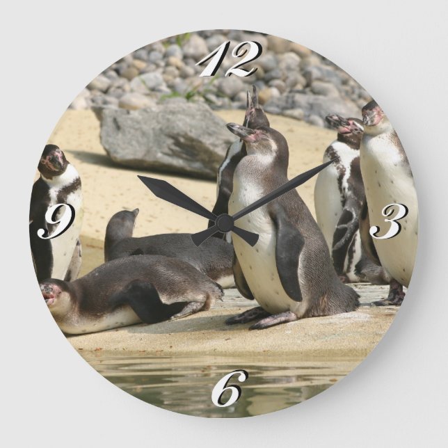 Pingouins Humboldt, horloge (Recto)