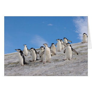 Pingouins Pygoscelis Antarctique