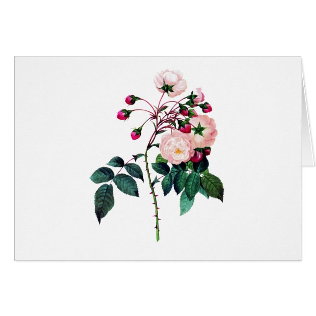 Pink Adelaide D'Orleans Rose par Pierre Redoute (Devant horizontal)