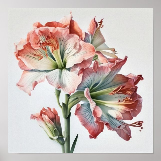 Pink Amaryllis Flower Art Imprimer Poster (Devant)