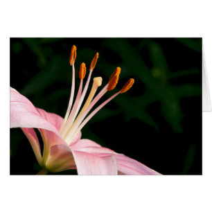 Pink Asiatic Lily Closeuse