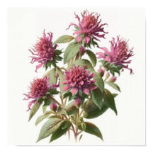 Pink Bee Balm Art Imprimer Poster