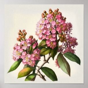 Pink Crepe Myrtle Fleurs Art Imprimer Poster