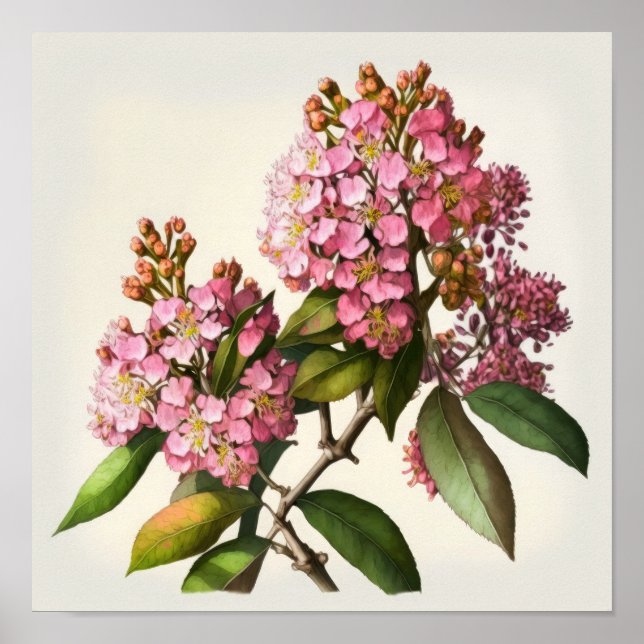 Pink Crepe Myrtle Fleurs Art Imprimer Poster (Devant)