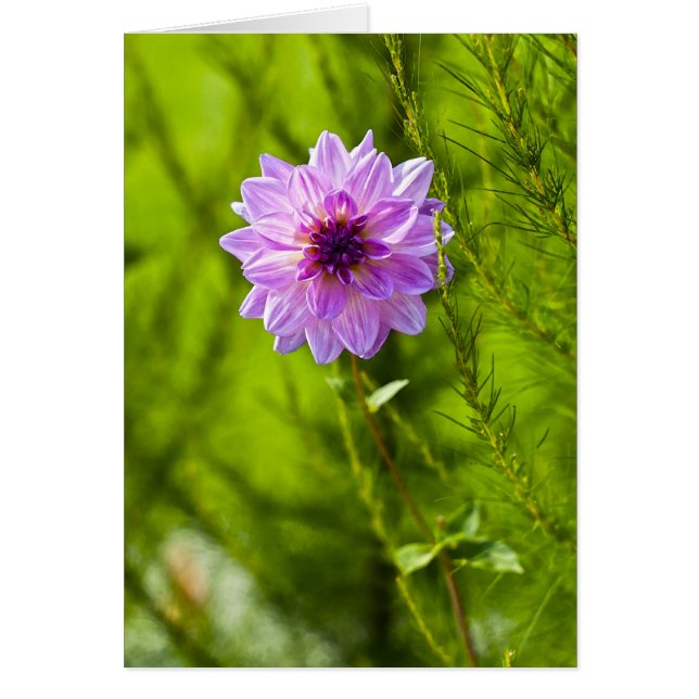 Pink Dahlia, Effet Aquarell (Devant)