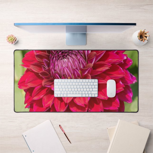 Pink Dahlia Splendor : En Pleine Fleur (Bureau 1)
