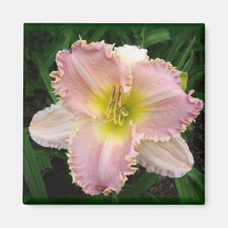 Pink Day Lily Il a des dents carré 2x2 aimant
