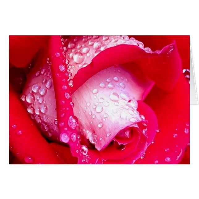 Pink Dew Kissé Rose (Devant horizontal)