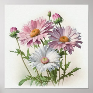 Pink English Daisy Flower Art Imprimer Poster