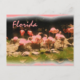 Pink flamingo Floride carte postale