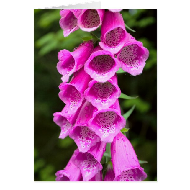Pink Foxglove Blank Card (Devant)