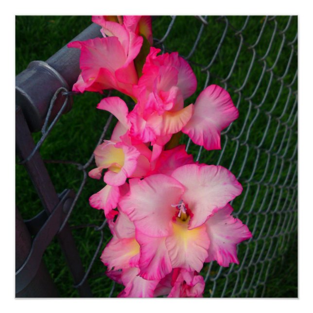 Pink Gladiola fleur Poster parfait (Devant)