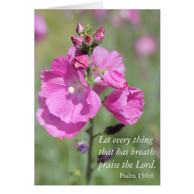 Pink Hollyhock Louer (Devant)