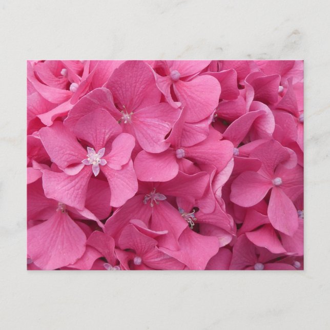 Pink Hydrangea Gros plan do-it-yourself carte post (Devant)