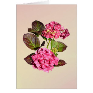Pink hydrangea with Leaves
