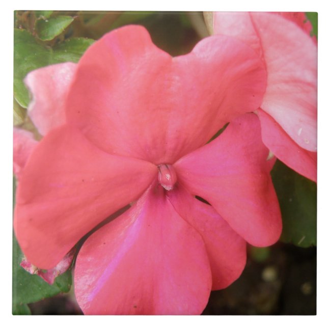 Pink Impatiens Carreau de Macro Fleur (Devant)