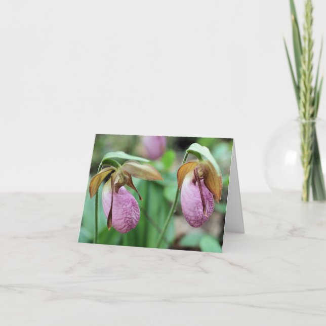 Pink Lady Slipper Orchids Flower Photography  (Devant)