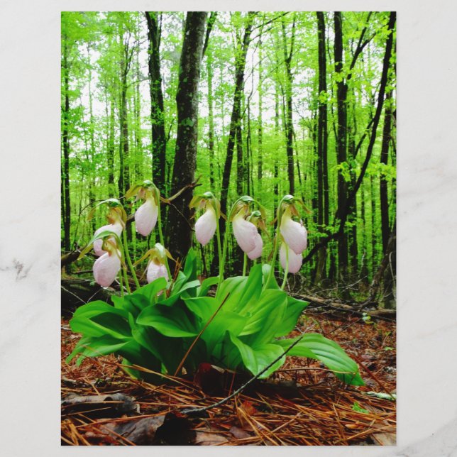 Pink Lady Slipper sauvage orchidée (Devant)