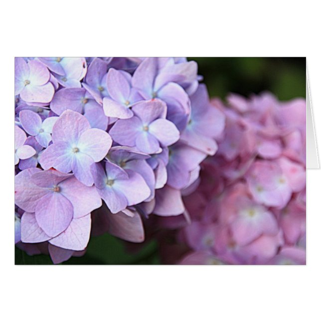 ©Pink & Light Purple Hydrangeas Bloom Blank (Devant horizontal)