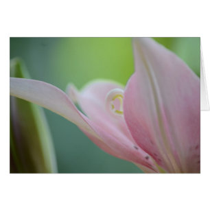 Pink Lily par Shirley Taylor