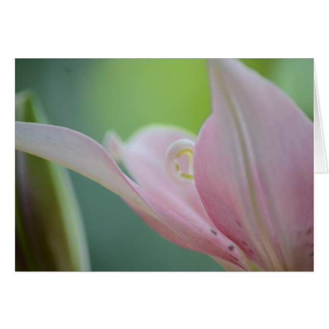 Pink Lily par Shirley Taylor (Devant horizontal)